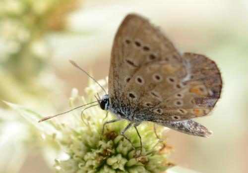 Polyommatus icarus